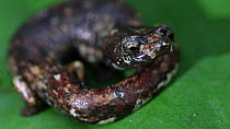 Nauta salamander (Bolitoglossa altamazonica) on a leaf, Panguana Reserve, Huanuca Province, Peru.