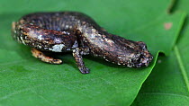 Nauta salamander (Bolitoglossa altamazonica) on a leaf, Panguana Reserve, Huanuca Province, Peru.