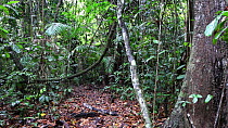 Panning shot of lowland rainforest, Panguana Reserve, Huanuco Province, Peru.