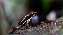 Brilliant-thighed poison-arrow frog (Allobates femoralis) croaking, Panguana Reserve, Huanuco Province, Peru.