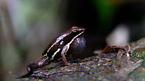 Brilliant-thighed poison-arrow frog (Allobates femoralis) croaking, Panguana Reserve, Huanuco Province, Peru.