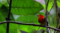 Juvenile male Band-tailed manakin (Pipra fasciicauda saturata) displaying, before being chased off by an adult, Panguana Reserve, Huanuco Province, Peru.