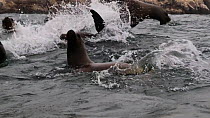 Large group of South American sea lions (Otaria flavescens) swimming at the surface, Palomina Islands, Peru.