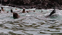 Large group of South American sea lions (Otaria flavescens) swimming at the surface, Palomina Islands, Peru.