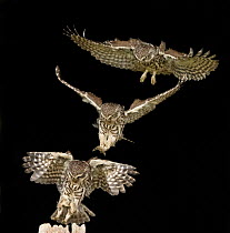 Little Owl (Athene noctua) landing on post, UK, May. Taken in wild with multiple exposure technique.