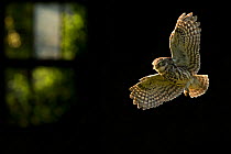 Little Owl (Athene noctua) flying across barn doorway, UK, May.