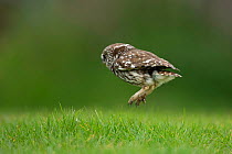 Little Owl (Athene noctua) hunting on the ground, UK, May.