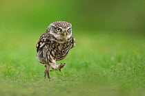 Little Owl (Athene noctua) hunting on the ground, UK, May.
