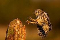 Little Owl (Athene noctua) landing on perch, UK, May.