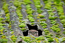 Little Owl (Athene noctua) peering out of nest in barn roof, UK, December.