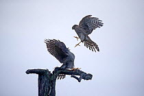 Sparrowhawks (Accipiter nisus) fighting, Telemark, Norway, September.