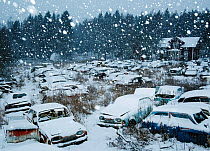 Snow falling in Bastnas car graveyard Varmland, Sweden, December. Winner of the Portfolio category in the Melvita Nature Images Awards competition 2014.
