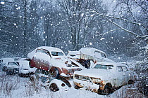 Snow falling in Bastnas car graveyard Varmland, Sweden, December.