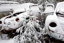 Snow covered cars in in Bastnas car graveyard, Varmland, Sweden, December.
