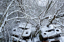 Snow covered cars in Bastnas car graveyard, Varmland, Sweden, December.