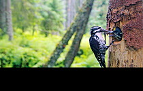 Three-toed Woodpecker (Picoides tridactylus) adult at nest in spruce forest, Hedmark, Norway, July.
