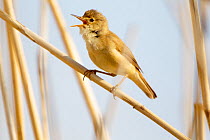 Reed warbler (Acrocepahlus scirpaceus) singing from reed, Varmland, Sweden, June