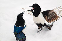 Magpies (Pica pica) in fight in snow, Norway, January.