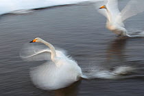 Whooper swans (Cygnus cygnus) taking off, blurred motion photograph, Akershus, Norway, February.