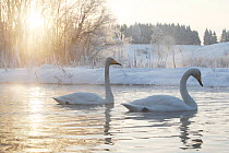 Whooper swans (Cygnus cygnus) swimming in winter, Norway, February.