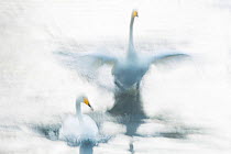 Whooping (Cygnus cygnus) swans, abstract photograph, Norway, February.