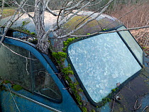 Tree growing through abandoned car in car graveyard, Varmland, Sweden, December 2012.