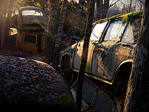 Dawn light shining over abandoned cars in car graveyard, Varmland, Sweden, December 2012.