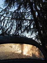 Light shining through the frost covered rear window of abandoned car, Car graveyard, Varmland, Sweden, December 2012.