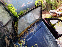 Moss covering abandoned car in car graveyard, Varmland, Sweden, December 2012.