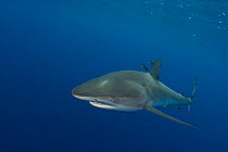 Dusky Shark (Carcharhinus obscurus) Mozambique Channel, Indian Ocean.