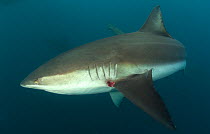 Dusky Shark (Carcharhinus obscurus) with wound on fin, East London, South Africa.