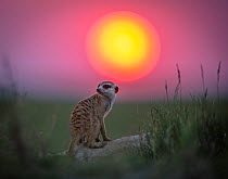 Meerkat (Suricata suricatta) at sunset, Makgadikgadi Pans, Botswana.