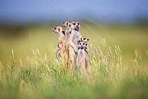 Meerkat (Suricata suricatta) group standing alert, Makgadikgadi Pans, Botswana.