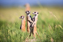 Meerkats (Suricata suricatta) 'hugging' Makgadikgadi Pans, Botswana.