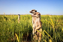 Meerkats (Suricata suricatta) standing alert on hind legs. Makgadikgadi Pans, Botswana.