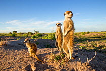 Meerkats (Suricata suricatta) standing alert with young one, Makgadikgadi Pans, Botswana.