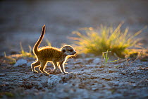 Meerkat (Suricata suricatta) baby walking, Makgadikgadi Pans, Botswana.