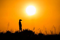 Meerkat (Suricata suricatta) standing alert on hind legs at sunset, Makgadikgadi Pans, Botswana.