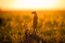 Meerkat (Suricata suricatta) standing alert on hind legs. Makgadikgadi Pans, Botswana.
