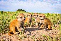 Meerkat (Suricata suricatta) babies, Makgadikgadi Pans, Botswana.