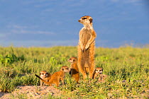 Meerkat (Suricata suricatta) male standing alert on hind legs, with babies around feet,  Makgadikgadi Pans, Botswana.