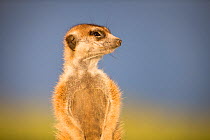 Meerkat (Suricata suricatta) portrait whilst standing alert, Makgadikgadi Pans, Botswana.