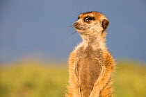 Meerkat (Suricata suricatta) portrait, Makgadikgadi Pans, Botswana.