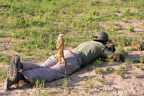 Meerkat (Suricata suricatta) standing on leg of photographer Will Burrard-Lucas, Makgadikgadi Pans, Botswana.