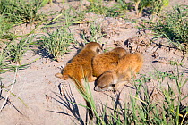 Meerkat (Suricata suricatta) babies asleep, Makgadikgadi Pans, Botswana.