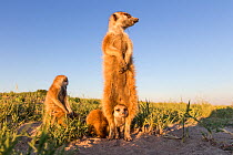 Meerkat (Suricata suricatta) family with adult standing alert on hind legs, with Makgadikgadi Pans, Botswana.