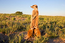 Meerkat (Suricata suricatta) female standing alert on hind legs, with babies, Makgadikgadi Pans, Botswana.