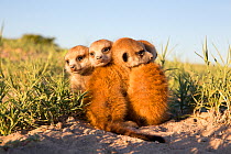 Meerkat (Suricata suricatta) babies huddling together, Makgadikgadi Pans, Botswana.