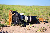 Meerkat (Suricata suricatta) babies investigating camera, Makgadikgadi Pans, Botswana.