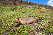 Big-headed mole rat (Tachyoryctes macrocephalus) appearing from its hole, Bale Mountains National Park, Ethiopia.